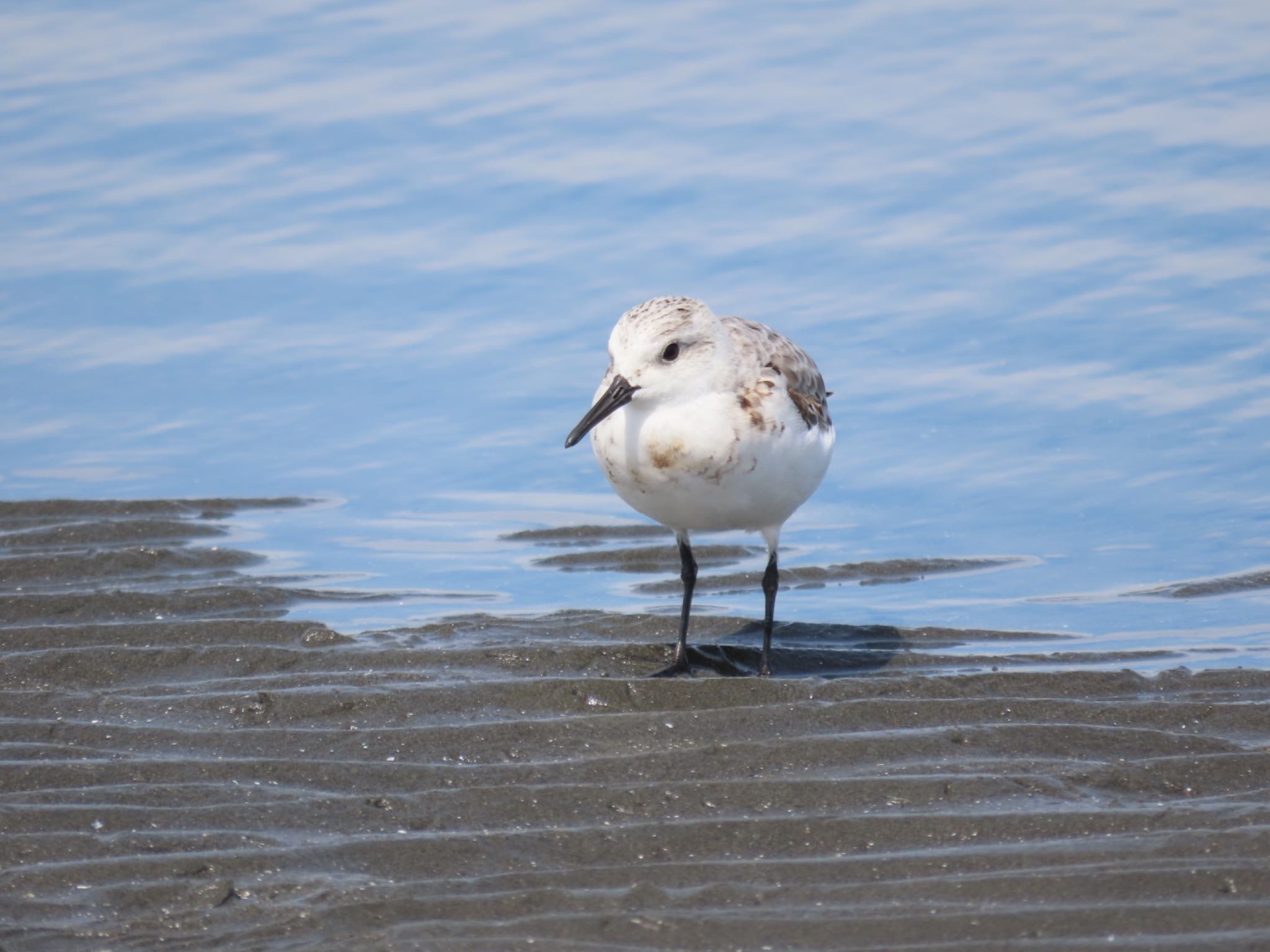 Sanderling