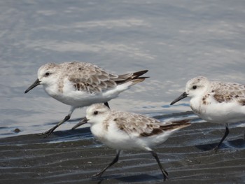 ミユビシギ ふなばし三番瀬海浜公園 2023年9月2日(土)