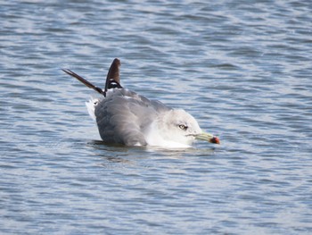 Black-tailed Gull Sambanze Tideland Sat, 9/2/2023