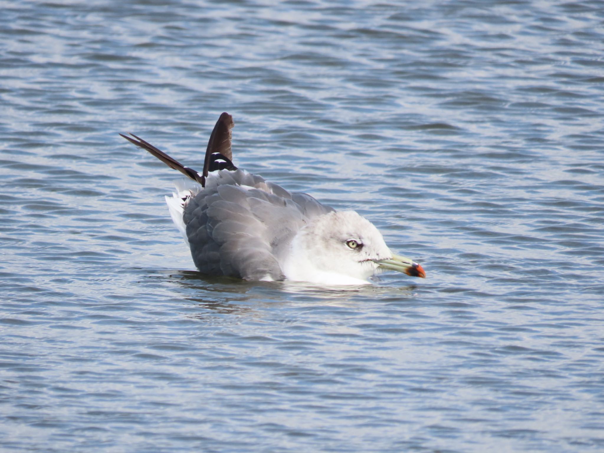 Photo of Black-tailed Gull at Sambanze Tideland by さきやっこ（2号）