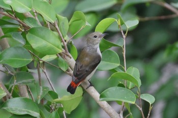 Scarlet-backed Flowerpecker cilegon(indonesia) Sat, 8/26/2023