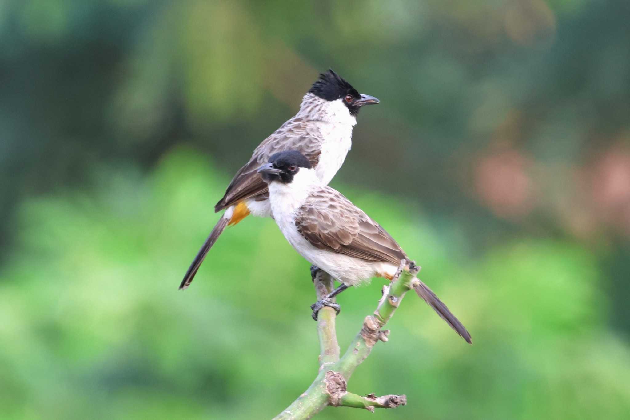 cilegon(indonesia) コシジロヒヨドリの写真