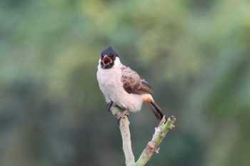 Sooty-headed Bulbul cilegon(indonesia) Sat, 8/26/2023