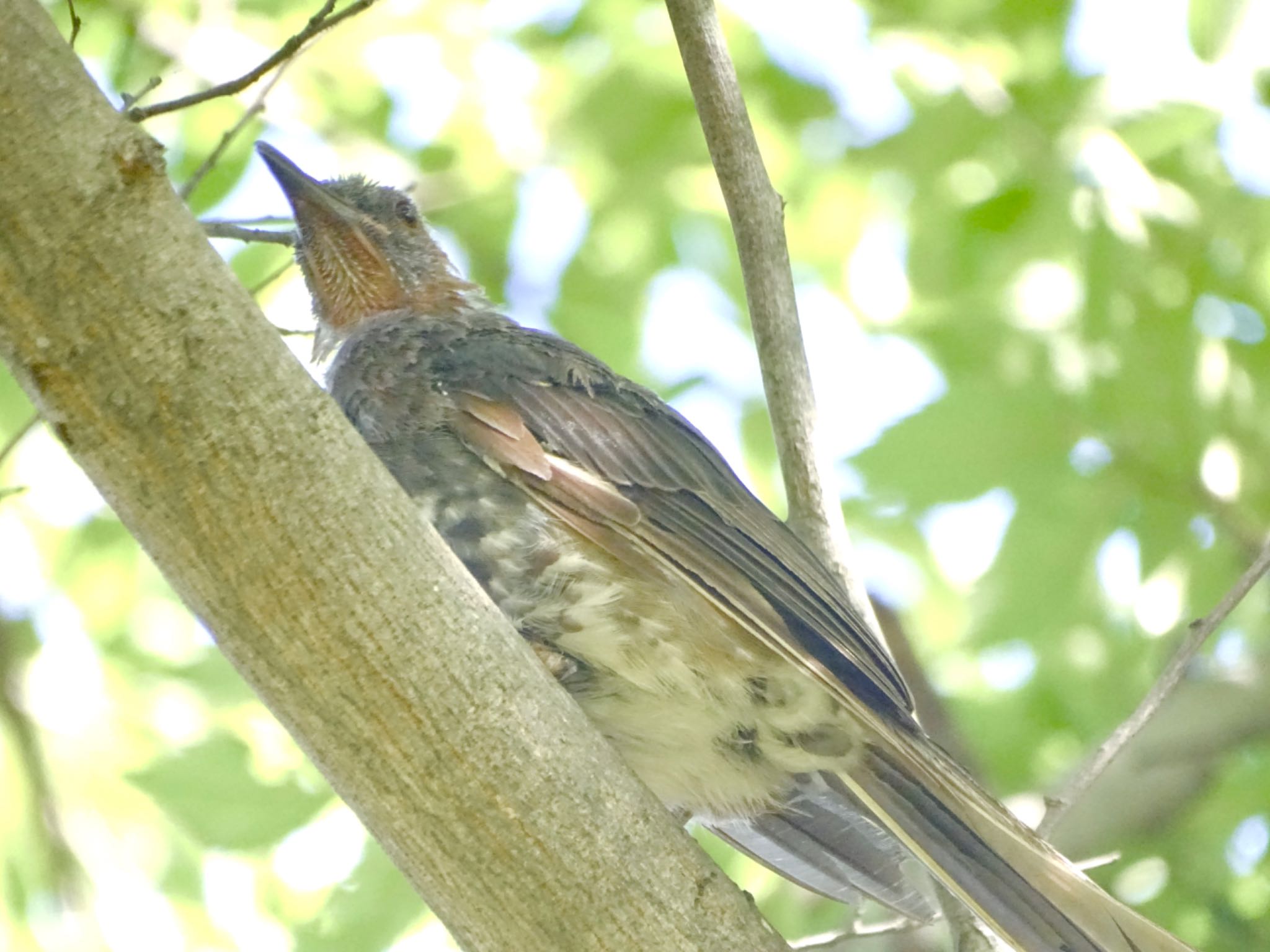 舞岡公園 ヒヨドリの写真