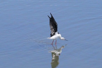 2023年9月1日(金) 土留木川河口(東海市)の野鳥観察記録