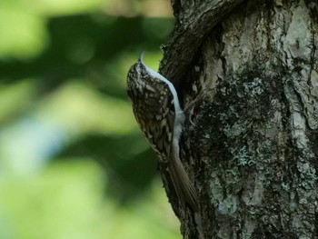 Eurasian Treecreeper Senjogahara Marshland Fri, 9/1/2023