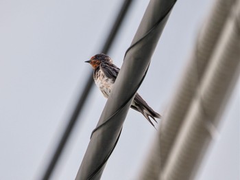 Barn Swallow 河口湖北岸(大石公園) Sat, 8/26/2023