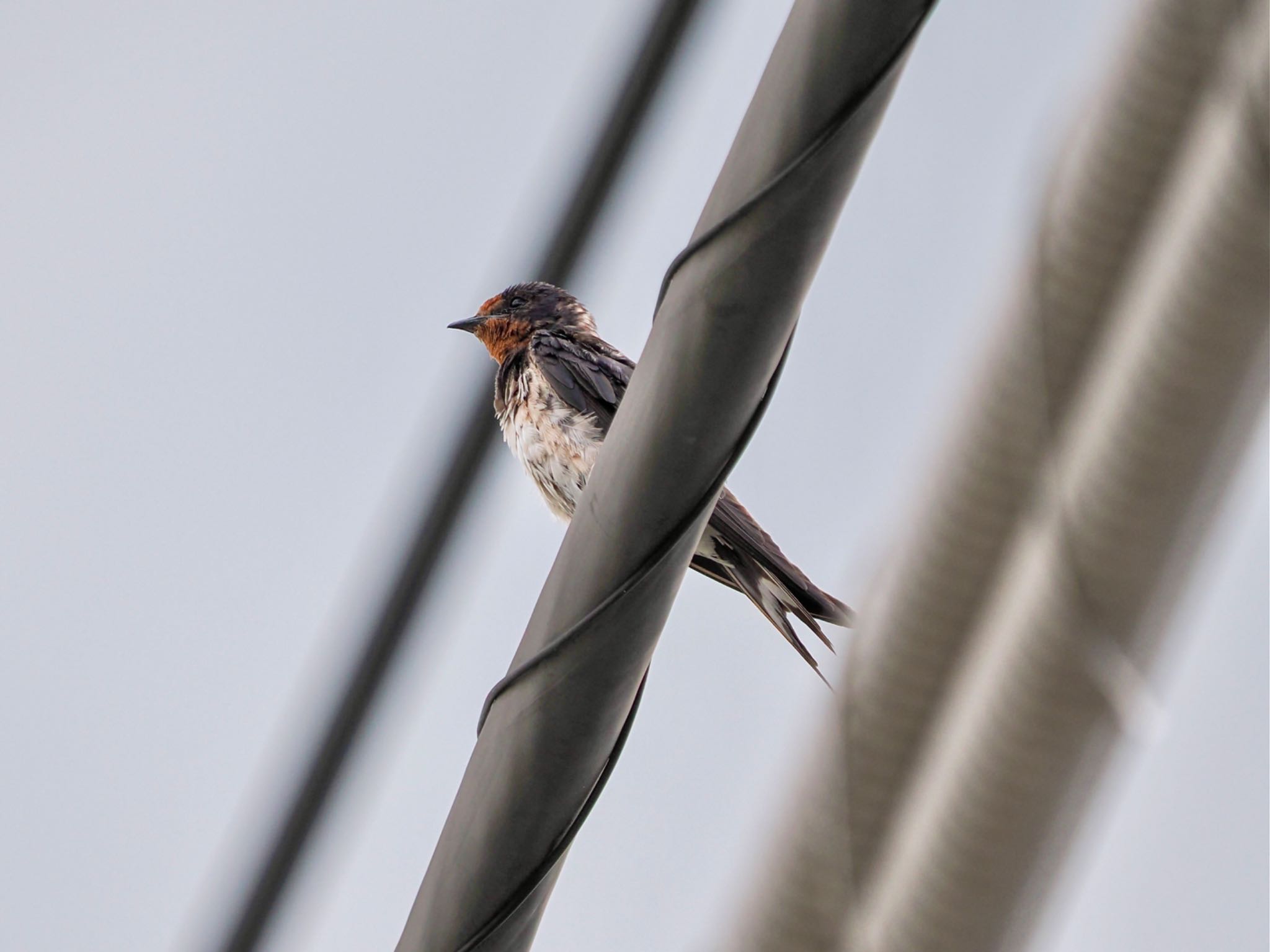 Barn Swallow