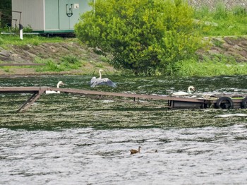 Sat, 8/26/2023 Birding report at 河口湖北岸(大石公園)