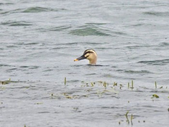 Eastern Spot-billed Duck 河口湖北岸(大石公園) Sat, 8/26/2023