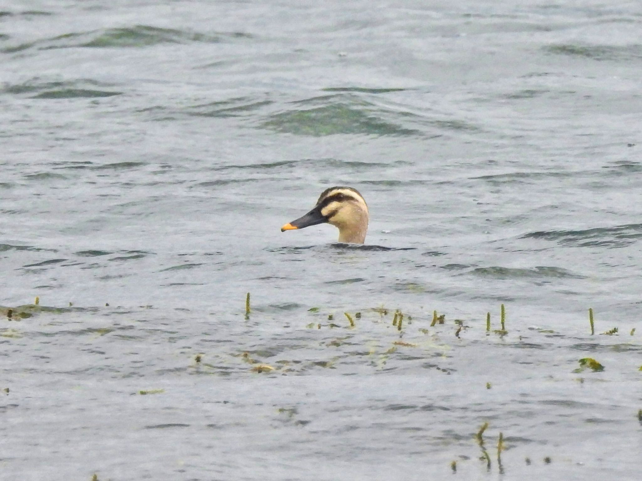 Eastern Spot-billed Duck