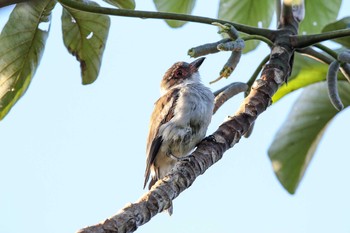 Masked Tityra Vigia Chico(Mexico) Tue, 1/9/2018