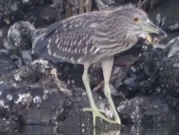 ゴイサギ 東京港野鳥公園 2023年9月2日(土)