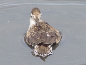 イソシギ 東京港野鳥公園 2023年9月2日(土)