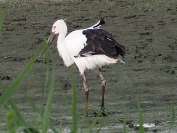 コウノトリ 東京港野鳥公園 2023年9月2日(土)