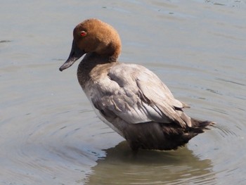 ホシハジロ 東京港野鳥公園 2023年9月2日(土)