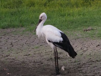 コウノトリ 東京港野鳥公園 2023年9月2日(土)