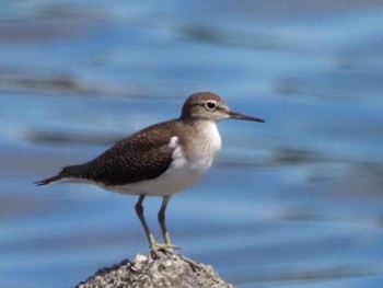 イソシギ 東京港野鳥公園 2023年9月2日(土)