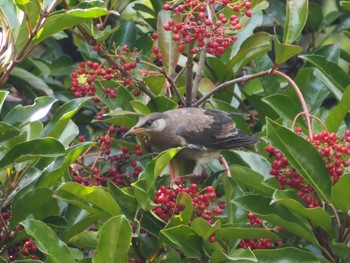 ムクドリ 東京港野鳥公園 2023年9月2日(土)