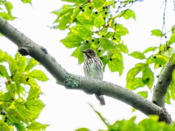 Grey-streaked Flycatcher 南阿蘇ビジターセンター Sat, 9/2/2023