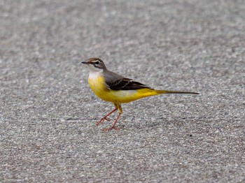 Grey Wagtail 南阿蘇ビジターセンター Sat, 9/2/2023