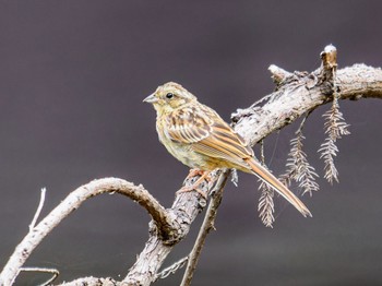 Meadow Bunting 南阿蘇ビジターセンター Sat, 9/2/2023