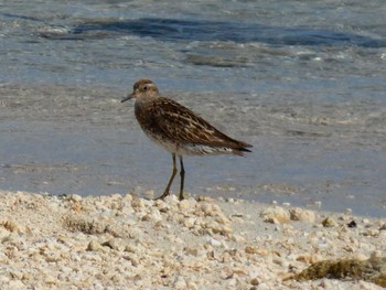 Sharp-tailed Sandpiper Yoron Island Sat, 9/1/2018