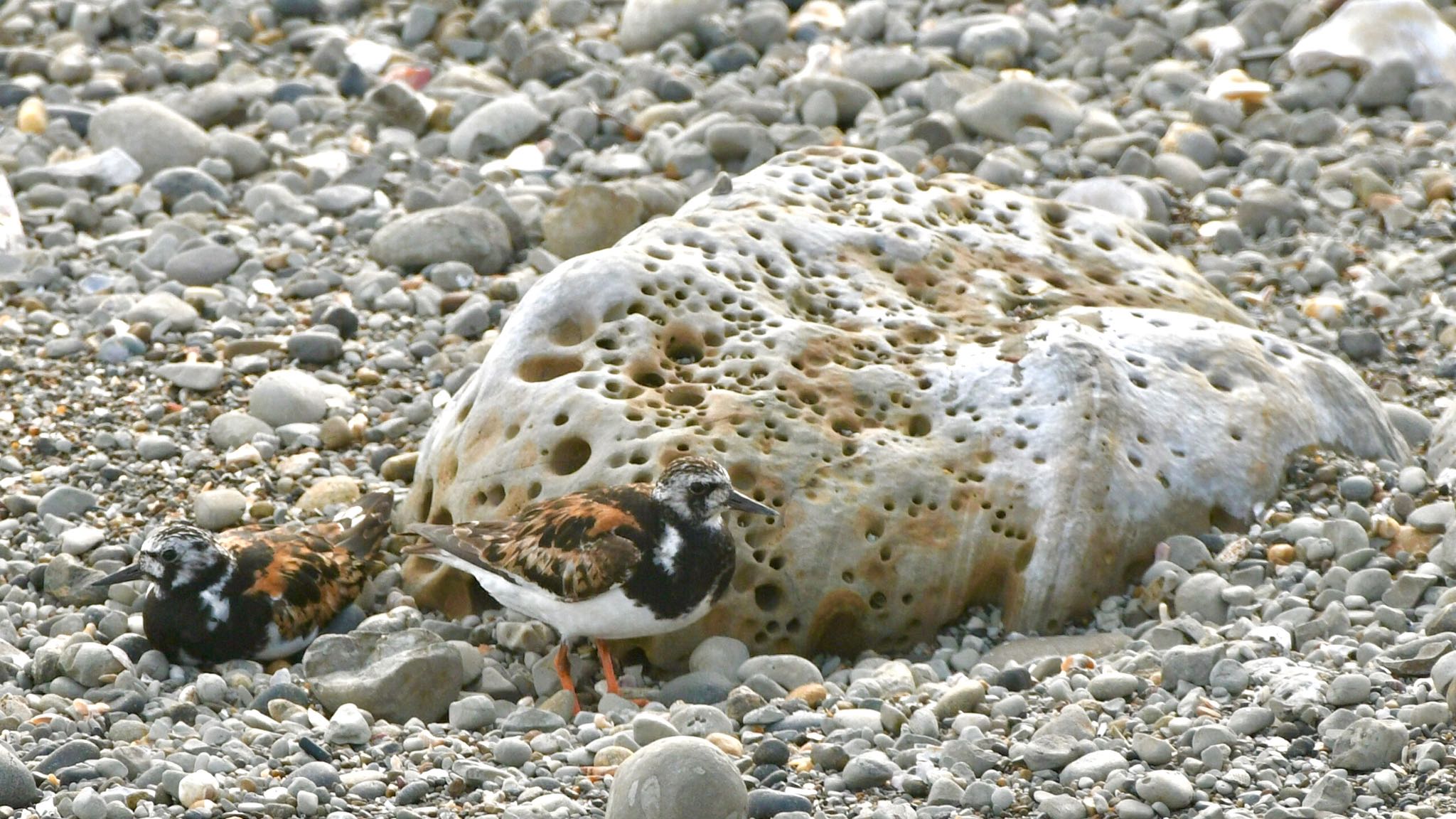 御前崎海岸 キョウジョシギの写真 by Taka Eri