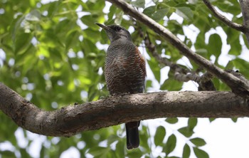 Blue Rock Thrush 和歌山市 Fri, 9/1/2023