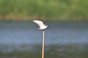 Whiskered Tern Isanuma Sun, 8/20/2023