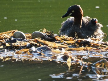 2023年9月2日(土) 白幡沼(さいたま市)の野鳥観察記録