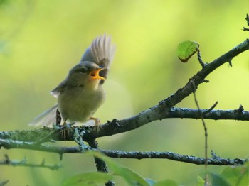 Japanese Bush Warbler Senjogahara Marshland Fri, 9/1/2023