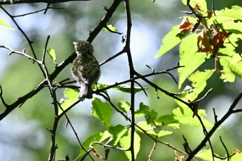 Asian Brown Flycatcher 奥日光 Sat, 9/2/2023