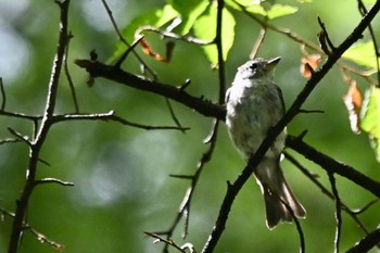 Asian Brown Flycatcher 奥日光 Sat, 9/2/2023