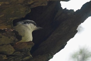 ゴジュウカラ 奥日光 2023年9月2日(土)