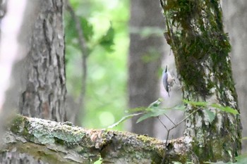 ゴジュウカラ 奥日光 2023年9月2日(土)