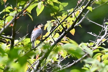 Varied Tit 竜頭ノ滝 Sat, 9/2/2023