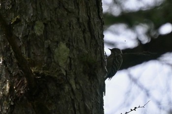 Japanese Pygmy Woodpecker 奥日光 Sat, 9/2/2023