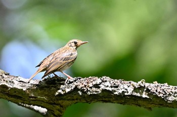 Olive-backed Pipit 竜頭ノ滝 Sat, 9/2/2023