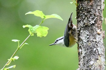 Eurasian Nuthatch 奥日光 Sat, 9/2/2023