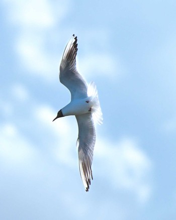 Black-headed Gull 霞ヶ浦 Sun, 8/6/2023