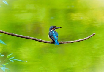 カワセミ 薬師池公園 2023年9月3日(日)