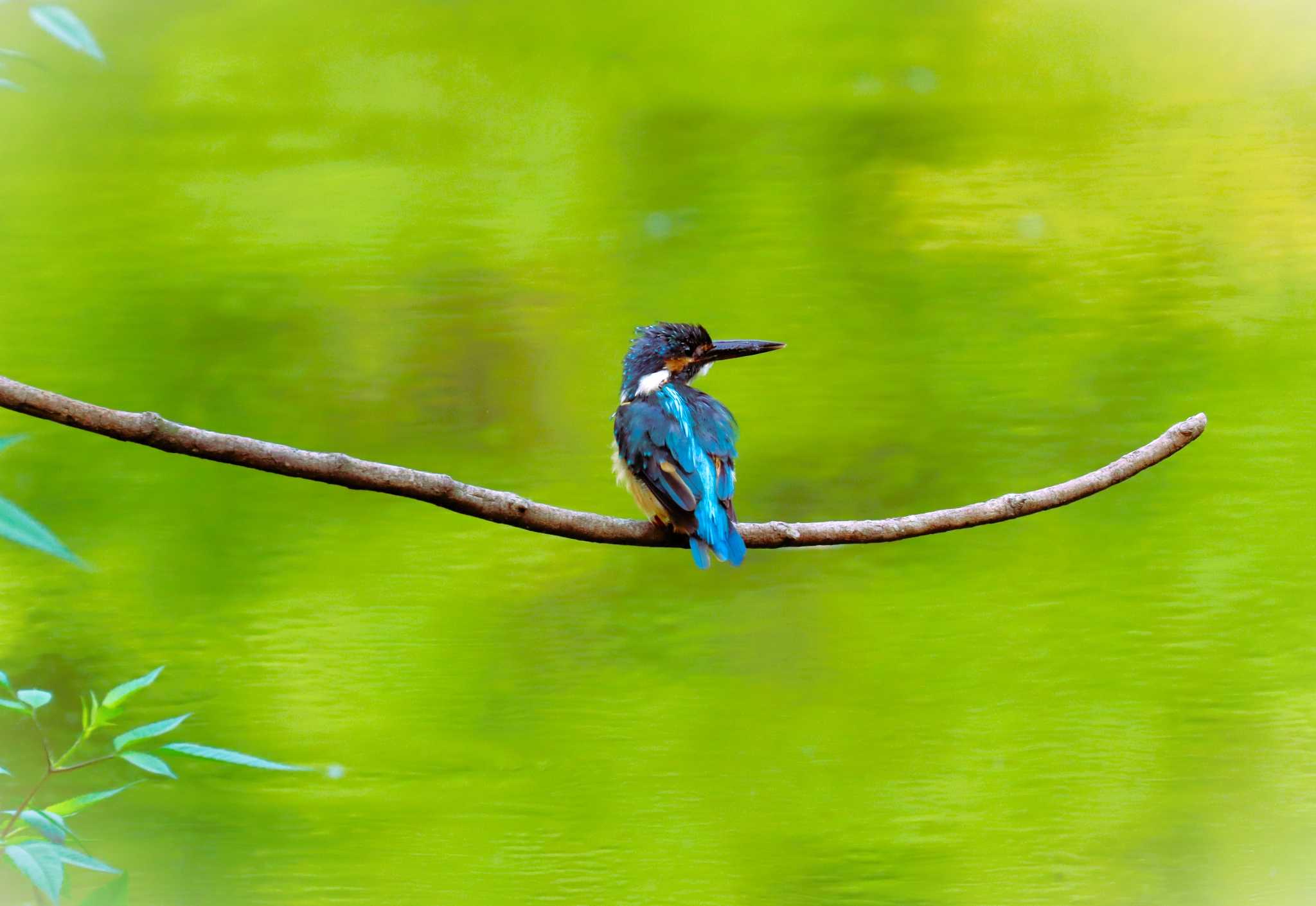 Photo of Common Kingfisher at Machida Yakushiike Park by らうんでる