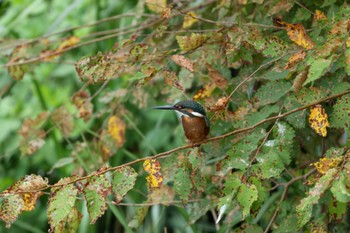 2023年9月3日(日) 横浜市の野鳥観察記録