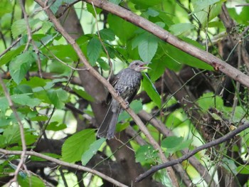 Brown-eared Bulbul 東京都 Sun, 9/3/2023