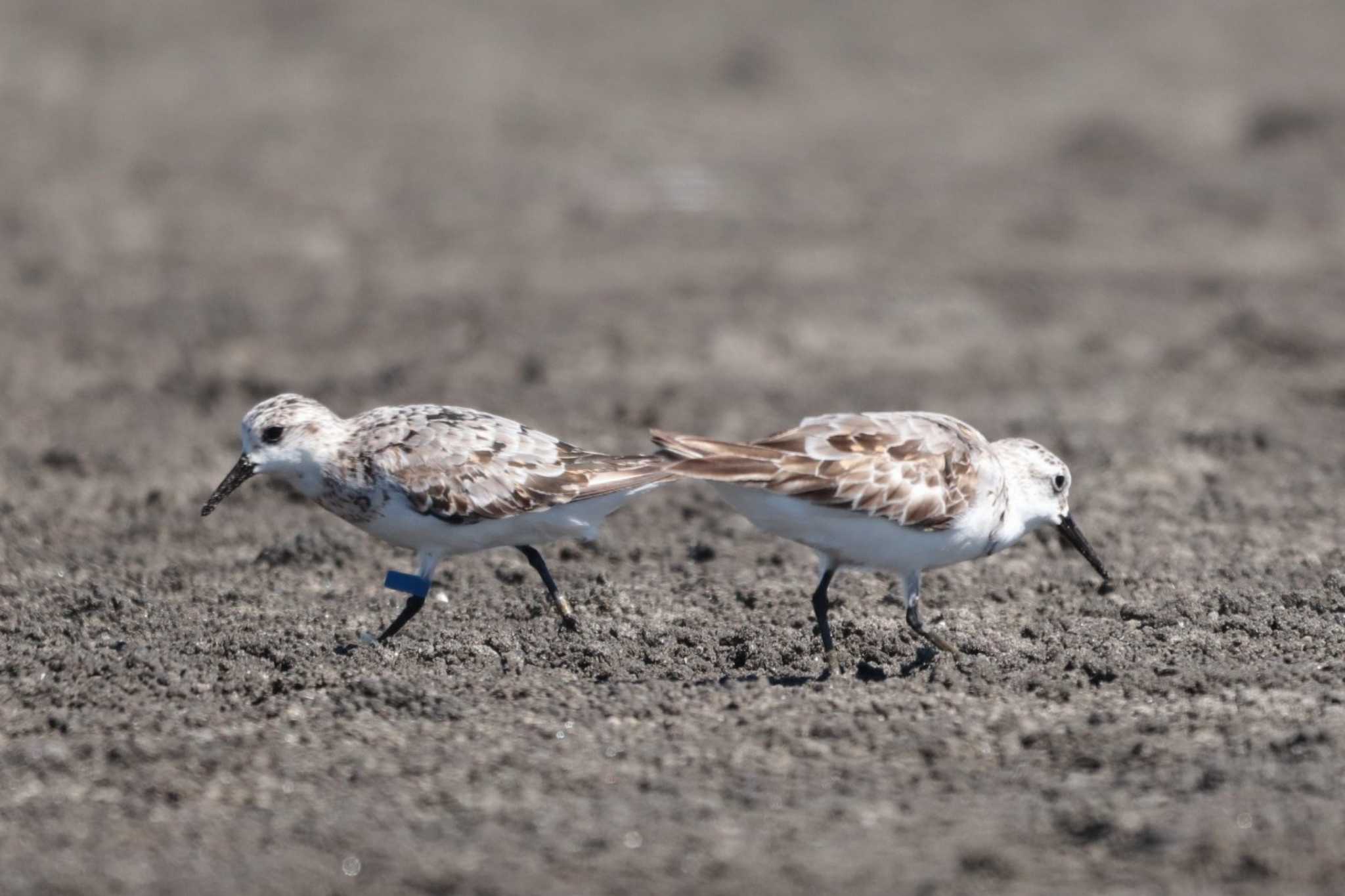 Sanderling