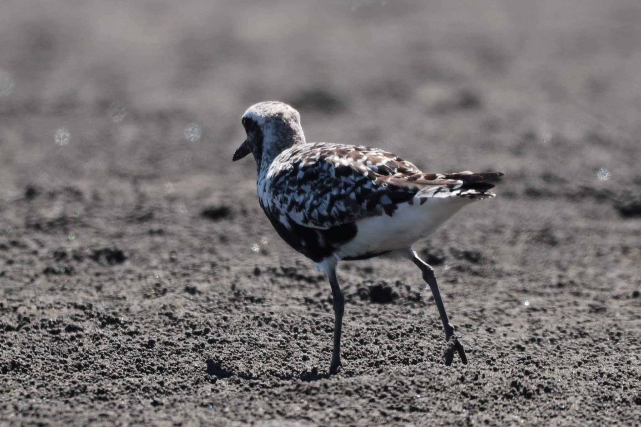 Grey Plover