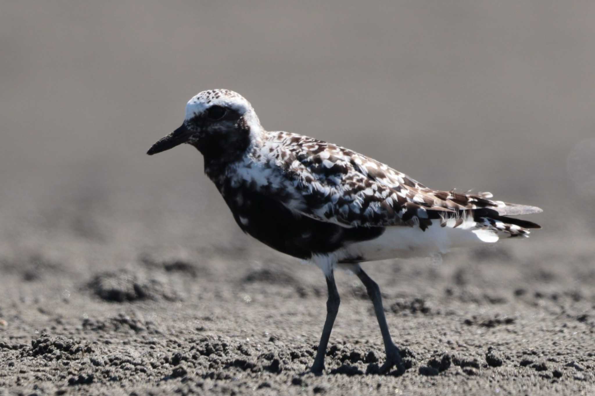 Grey Plover