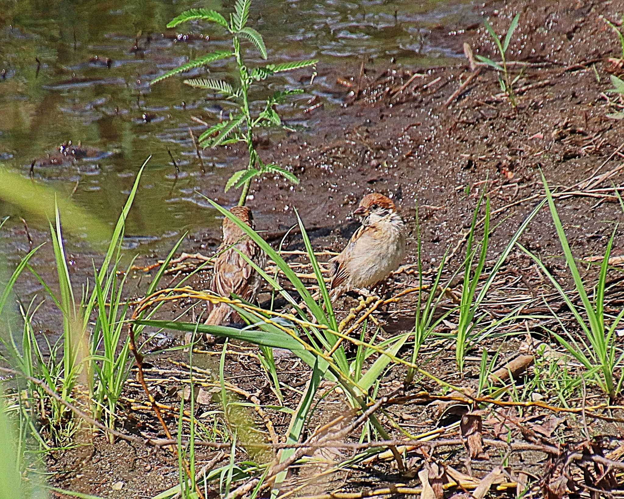 Eurasian Tree Sparrow