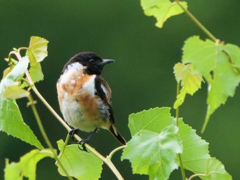 Amur Stonechat Senjogahara Marshland Sat, 8/12/2023